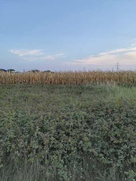 Berceni, teren intravilan 575 mp,