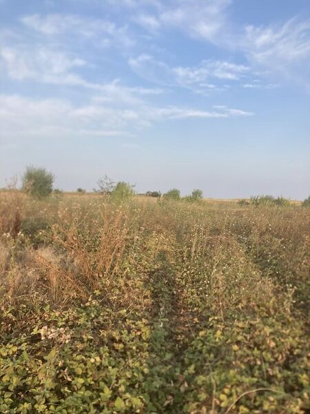 Berceni, teren intravilan 575 mp,