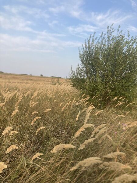 Berceni, teren intravilan 575 mp,